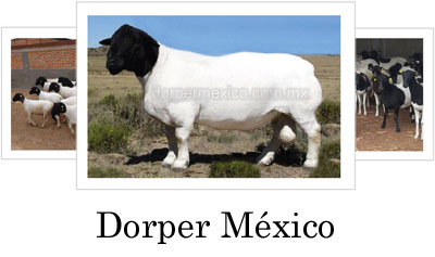 DorperMexico.com.mx